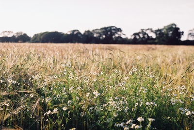 The grass during the day
